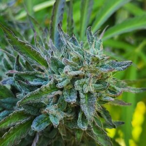 Strawberry Strangler (10 Regular Seeds)