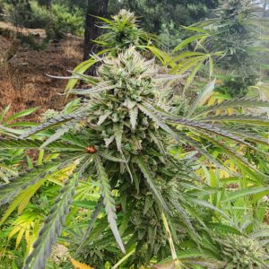 Black Label Royal (10 Regular Seeds)