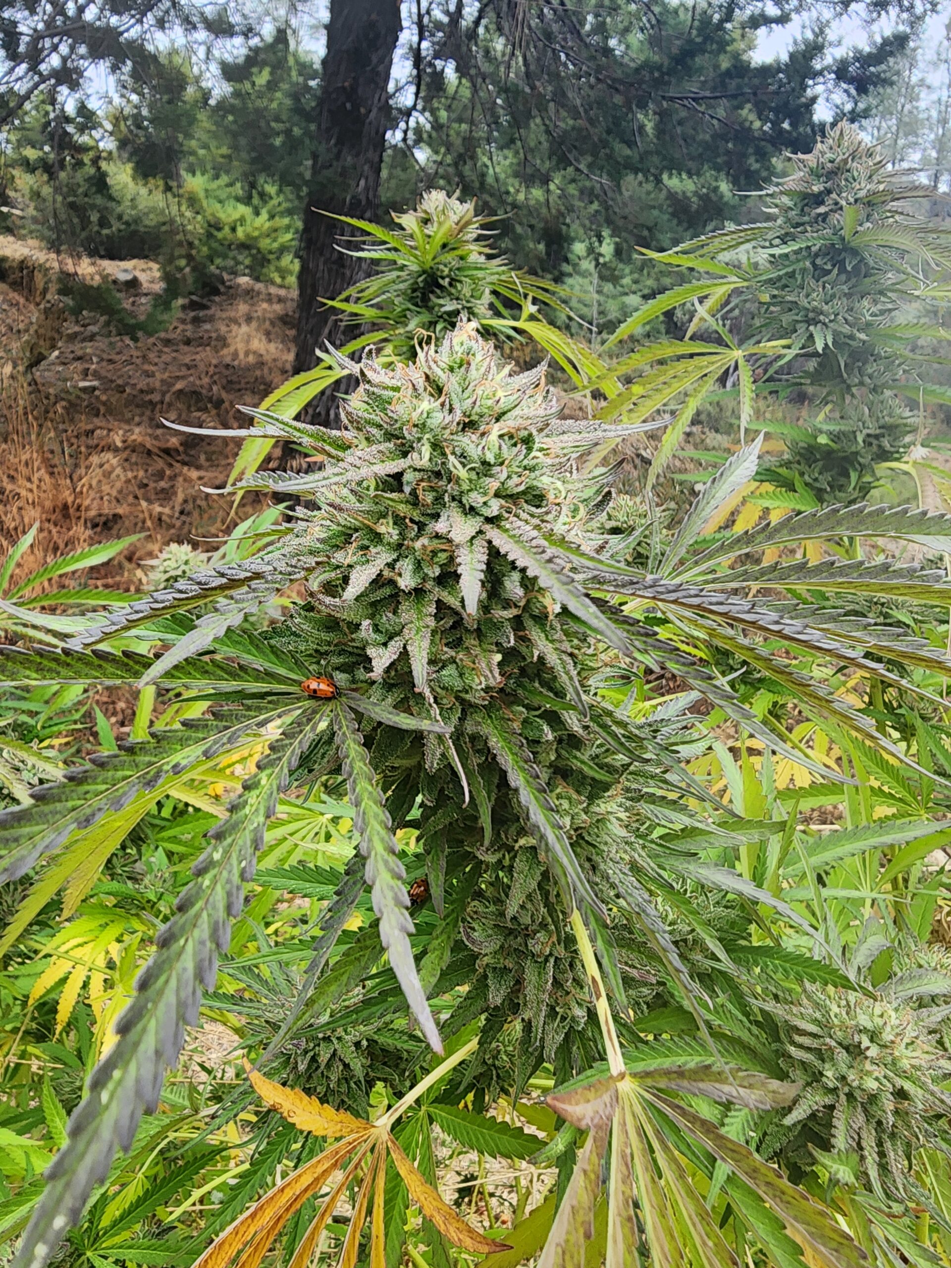 Devils Trumpet (10 Regular Seeds)