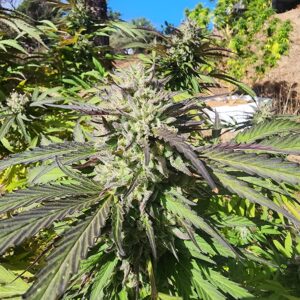 ICB (Insane Clown Banquet) (10 Regular Seeds)