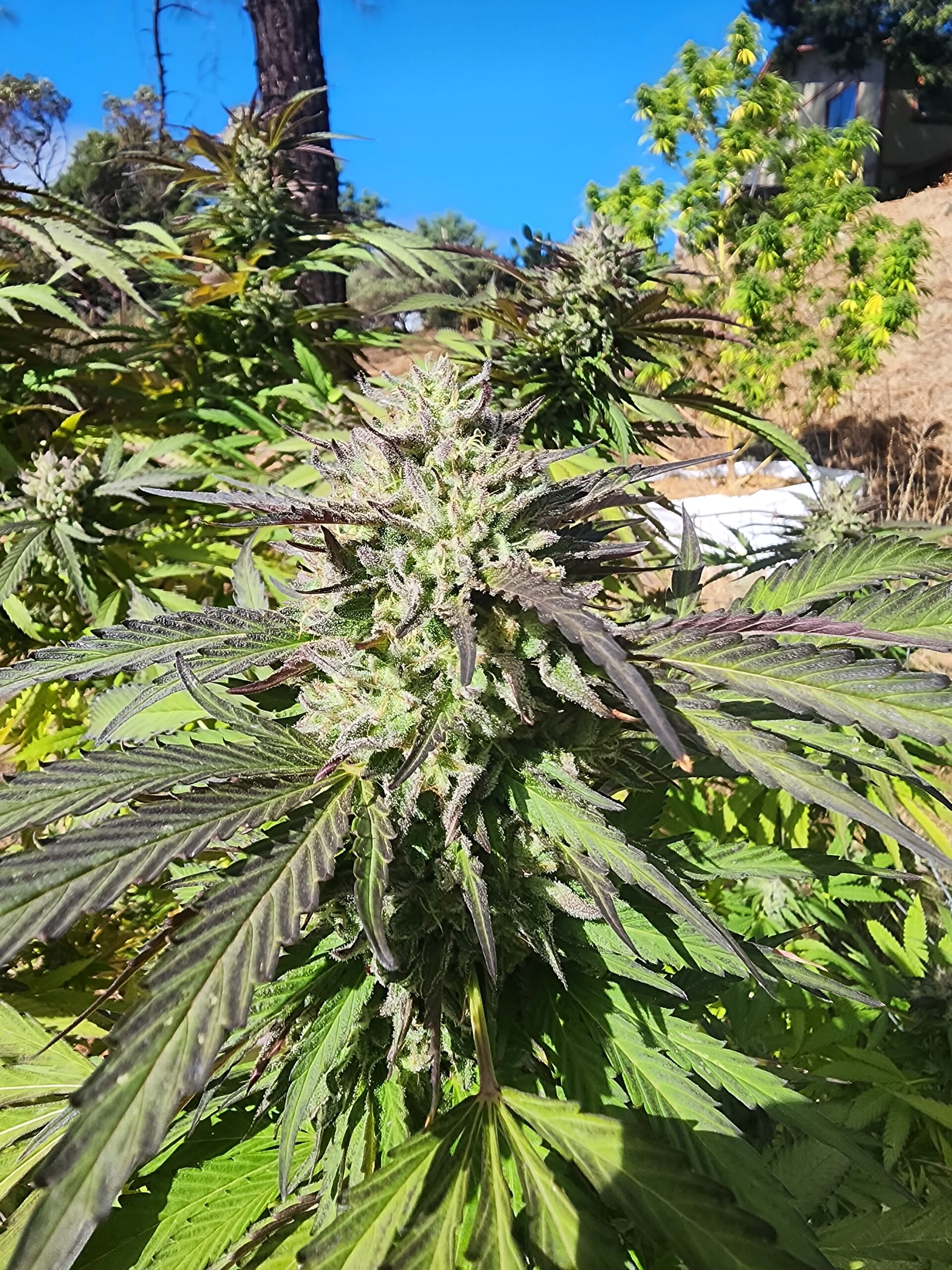 ICB (Insane Clown Banquet) (10 Regular Seeds)