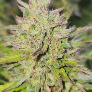 Beach Bonfire F2 (10 Regular Seeds)
