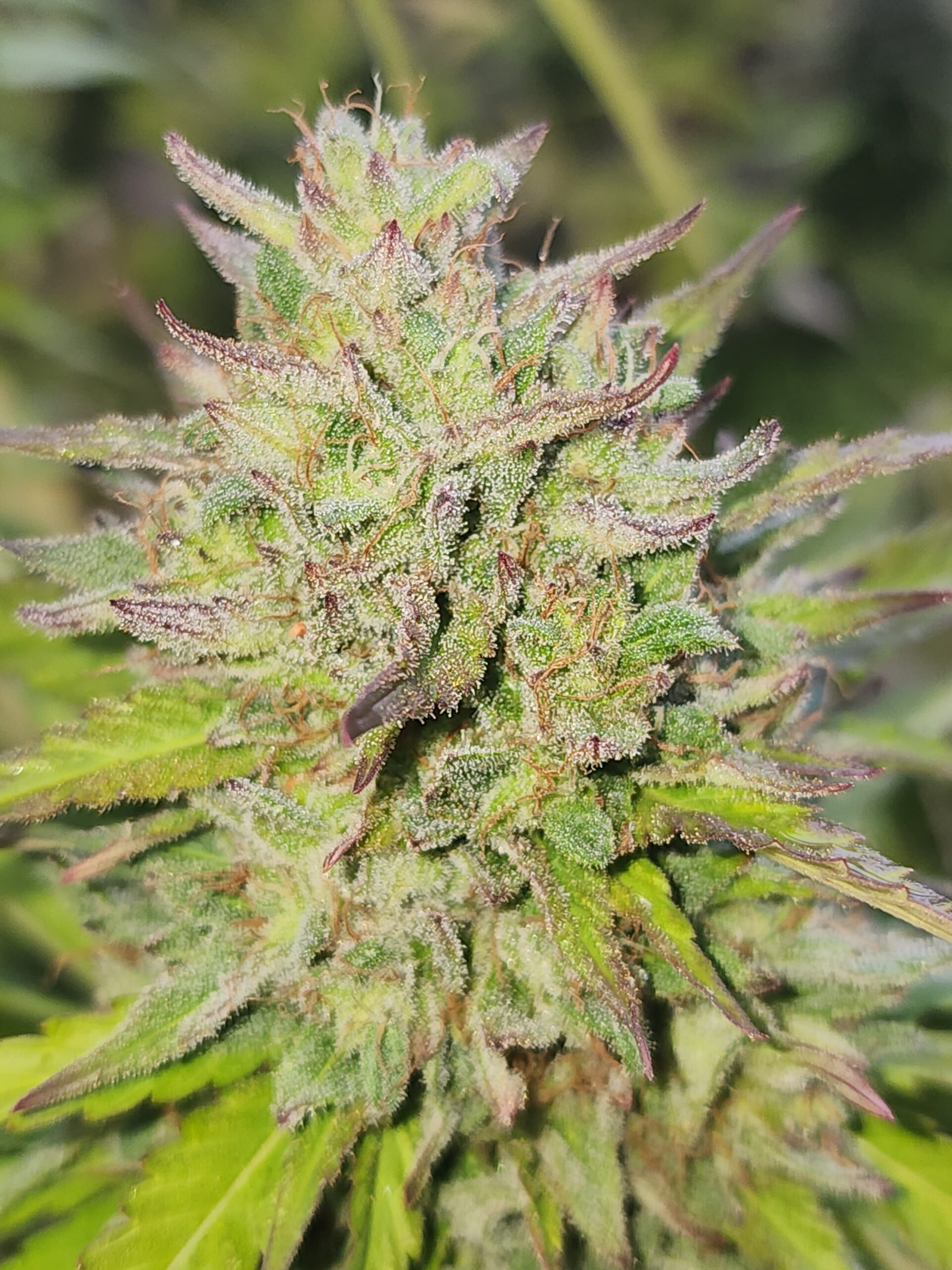 Beach Bonfire F2 (10 Regular Seeds)