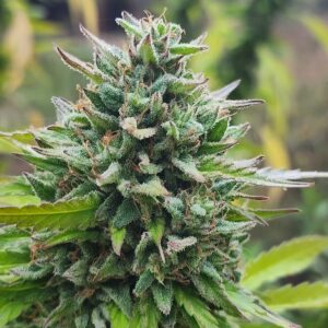 Isla Tortuga (10 Regular Seeds)