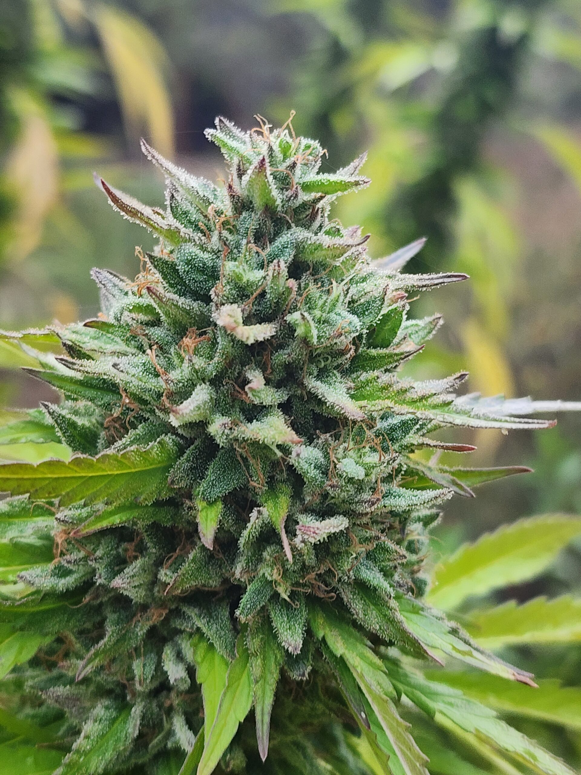 Isla Tortuga (10 Regular Seeds)