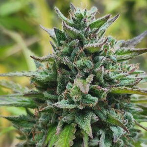 Beach Bonfire (10 Regular Seeds)