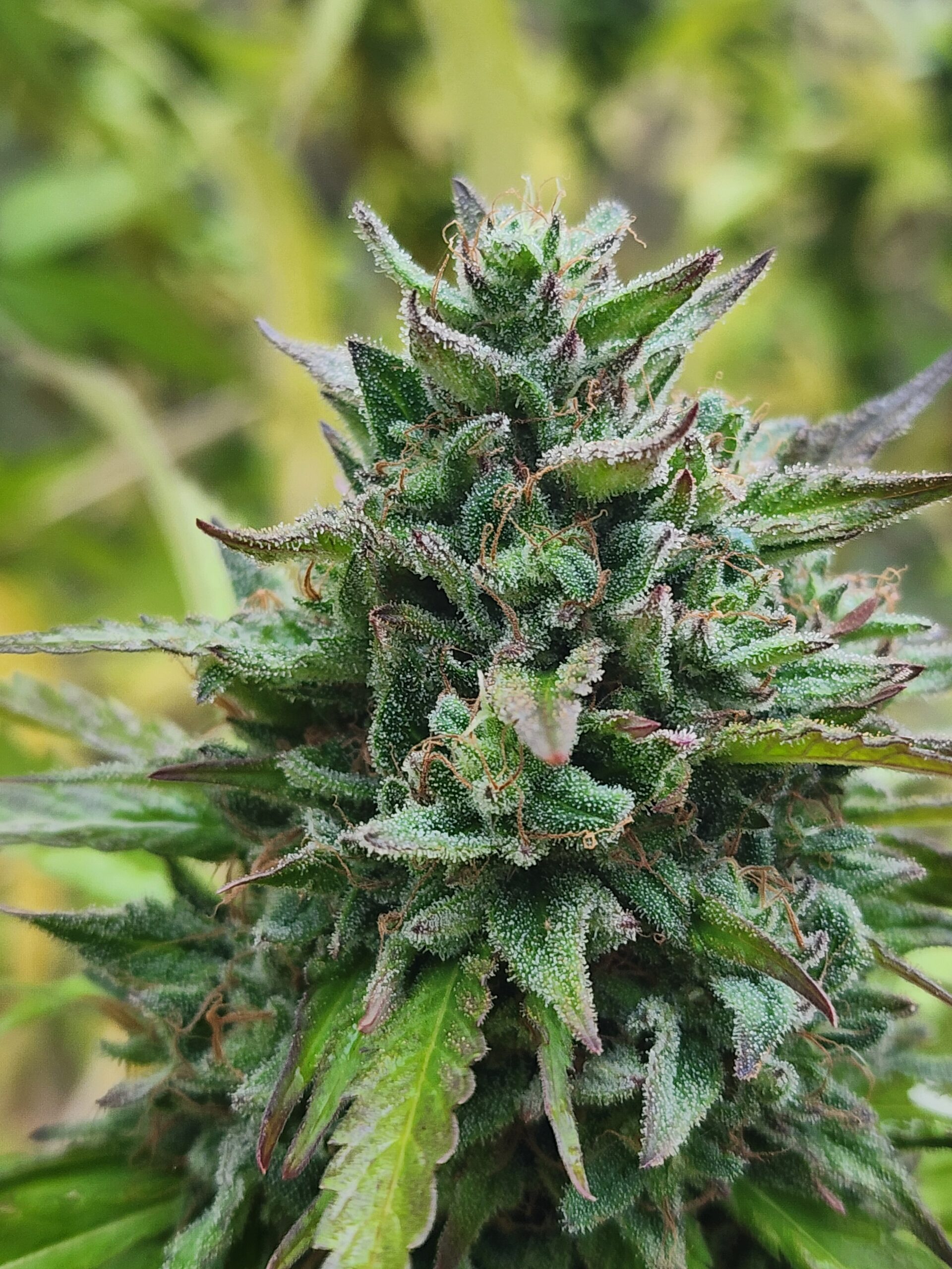 Beach Bonfire (10 Regular Seeds)