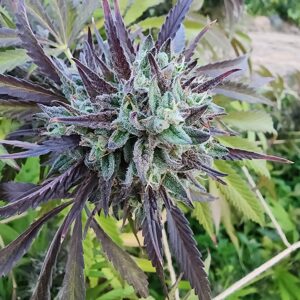 De La Rue (10 Regular Seeds)