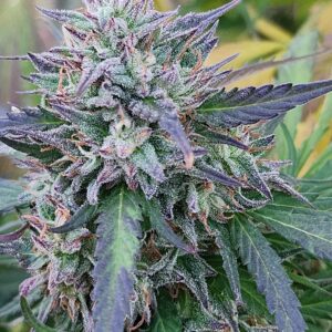 kilimanzaro (10 Regular Seeds)