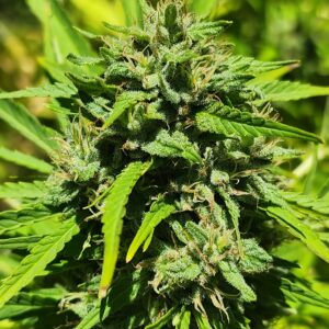 Sticky Business (10 Regular Seeds)