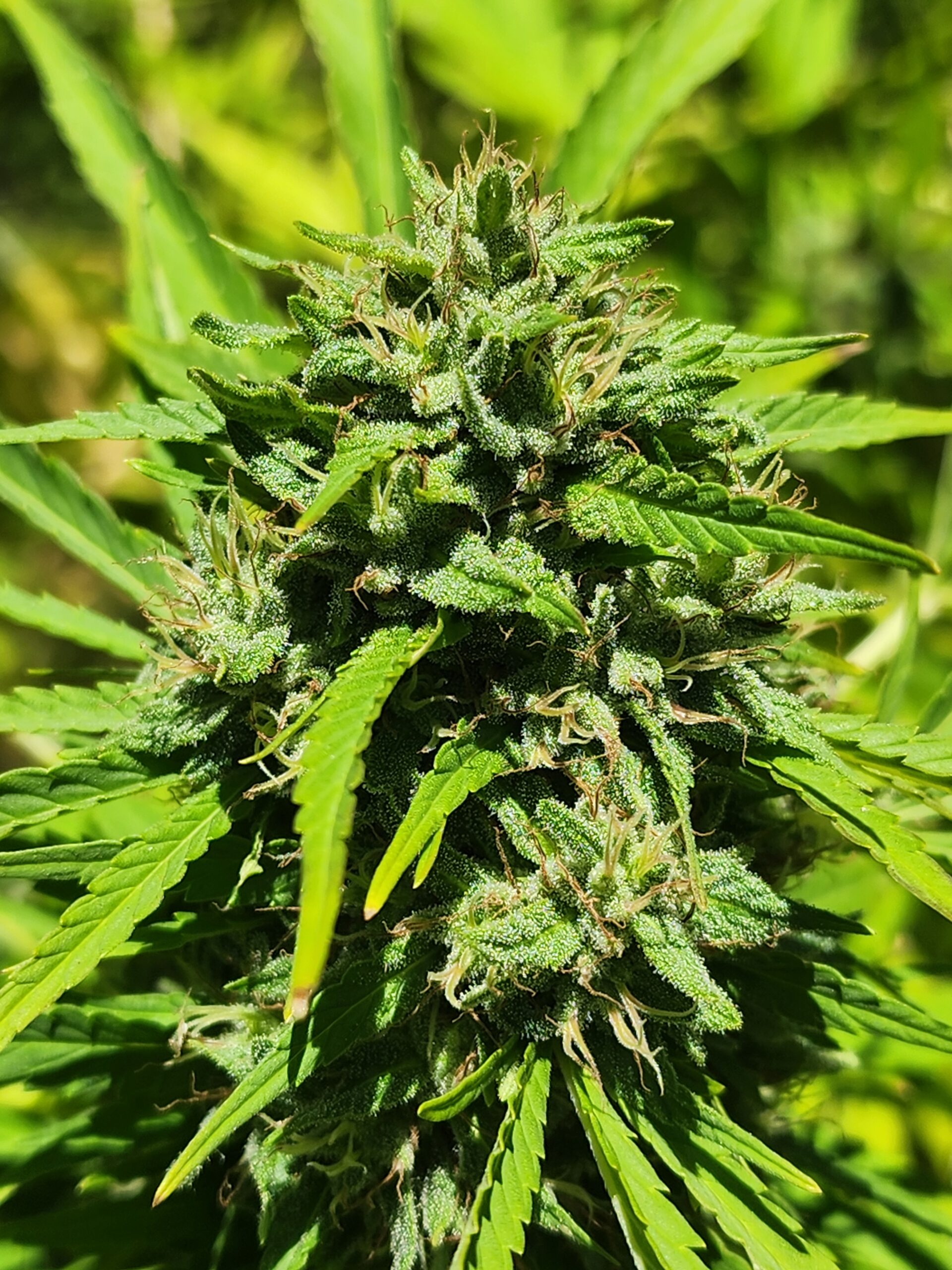 Sticky Business (10 Regular Seeds)