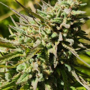 Golden Hami (10 Regular Seeds)