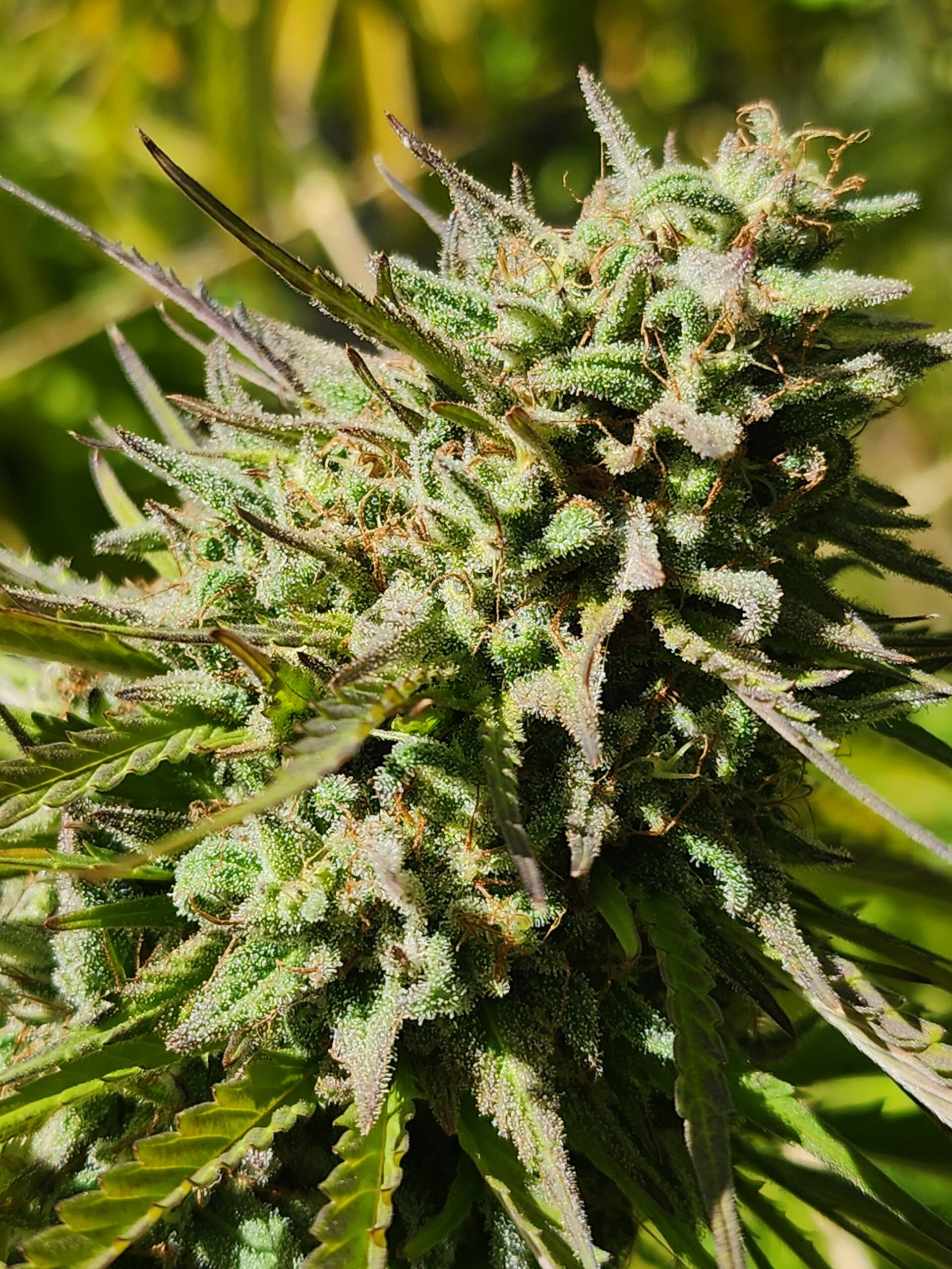 Golden Hami (10 Regular Seeds)