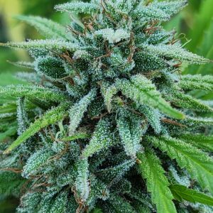 Tropical Talon (10 Regular Seeds)