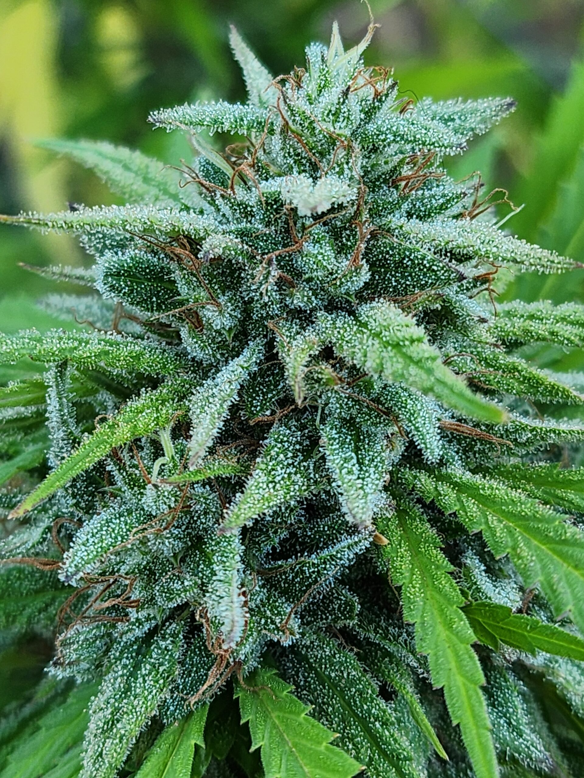 Tropical Talon (10 Regular Seeds)
