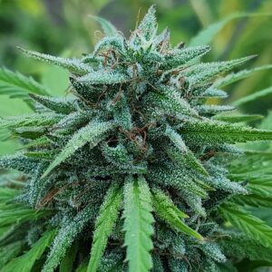 Garuda (10 Regular Seeds)