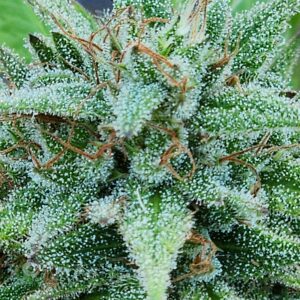 Sour Golden Eagle (10 Regular Seeds)
