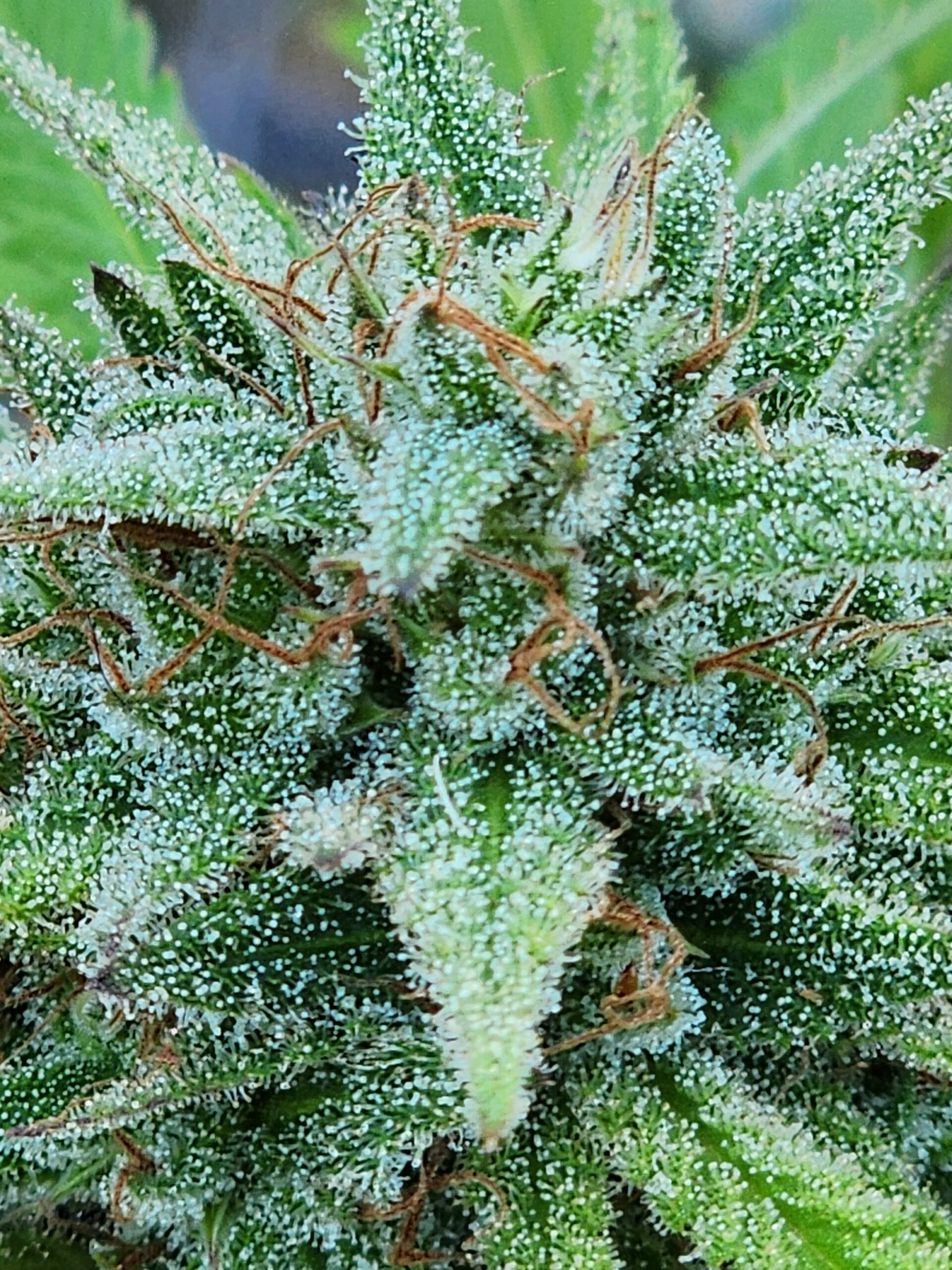 Sour Golden Eagle (10 Regular Seeds)