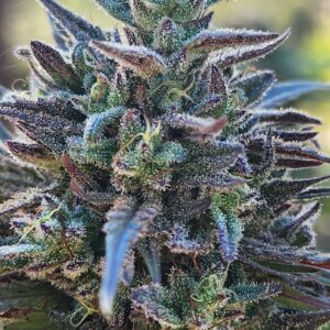 Magic Summer F2 (10 Regular Seeds)