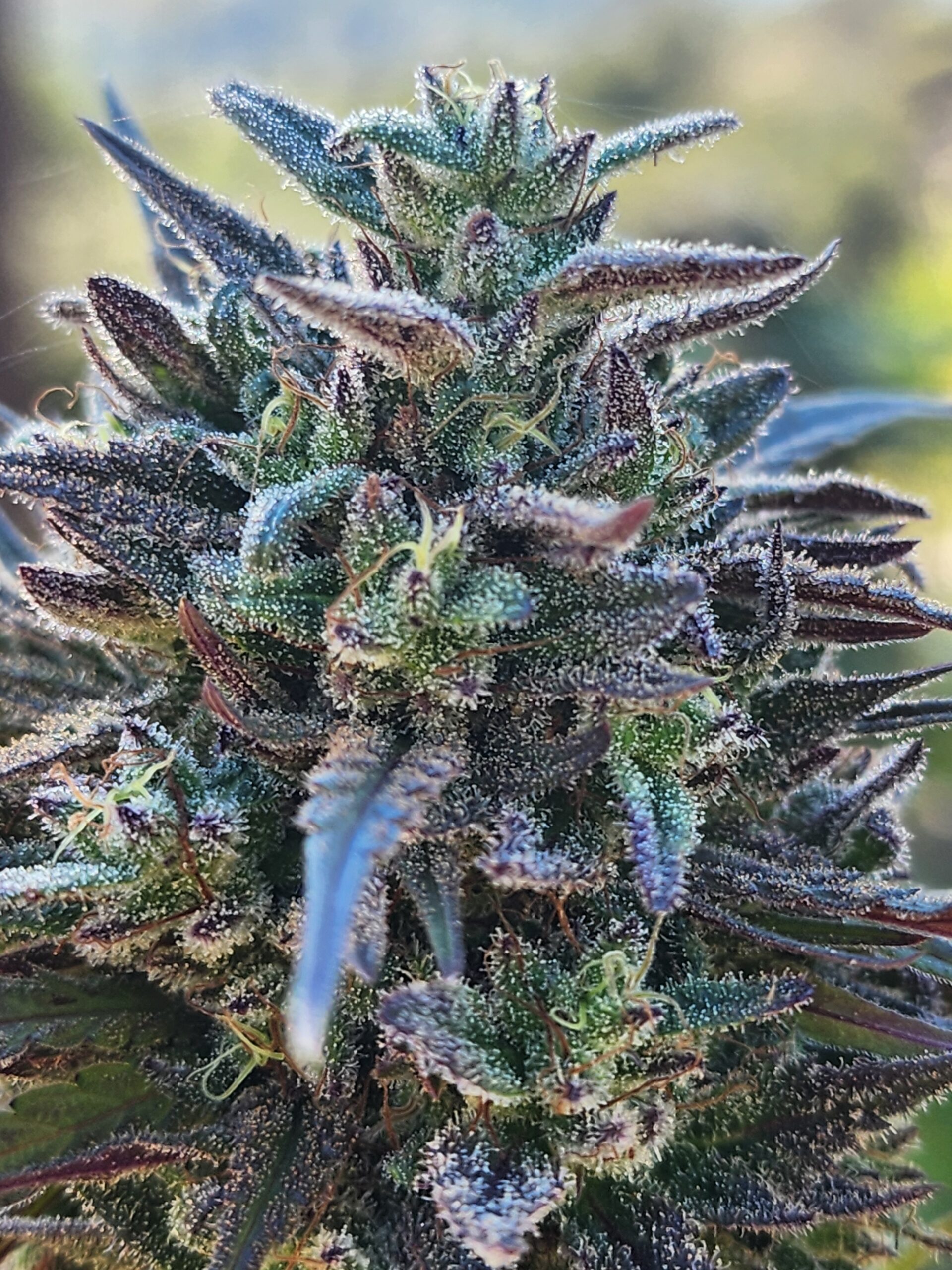 Magic Summer F2 (10 Regular Seeds)