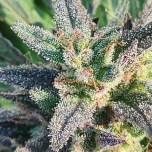 Vincotto (10 Regular Seeds)
