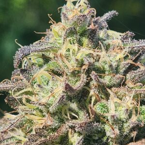 (Lemon Head OG x Icy Lotus) x Lemon Alchemy F2 (10 Regular Seeds)