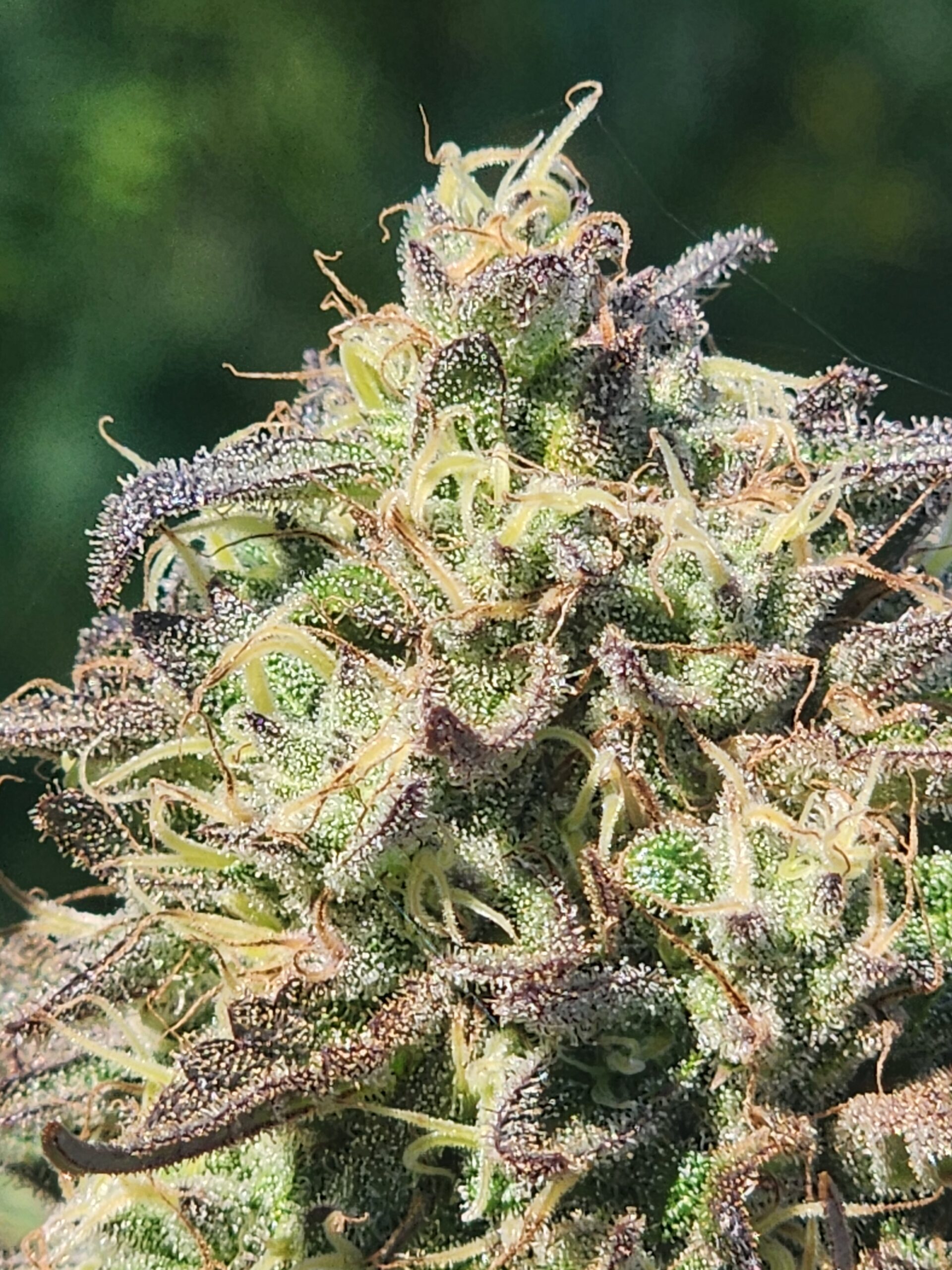 (Lemon Head OG x Icy Lotus) x Lemon Alchemy F2 (10 Regular Seeds)