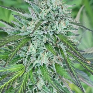 Abruzzo (10 Regular Seeds)