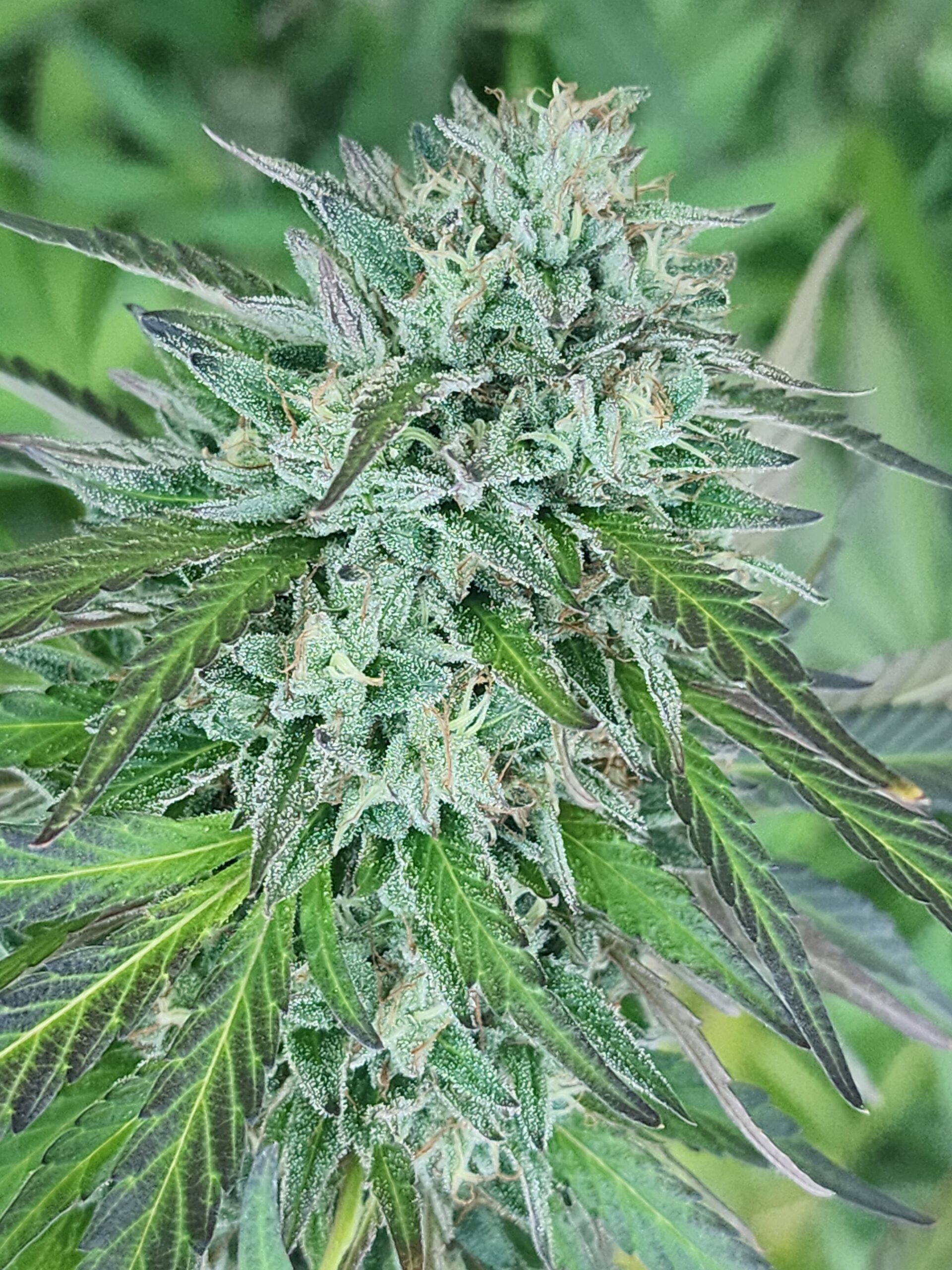 Dead Air (10 Regular Seeds)