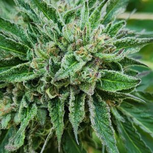 Shanti Path (10 Regular Seeds)