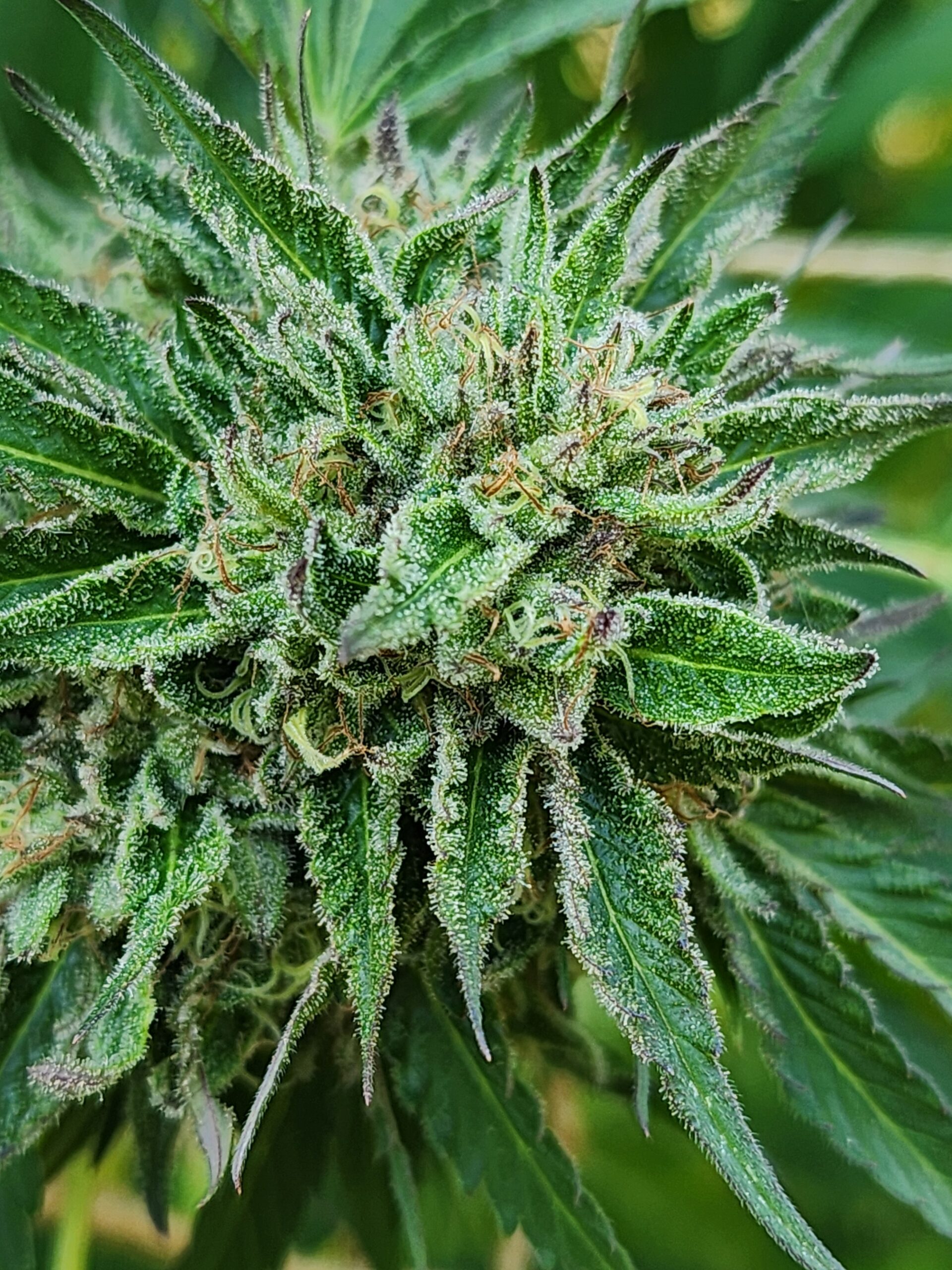 Shanti Path (10 Regular Seeds)