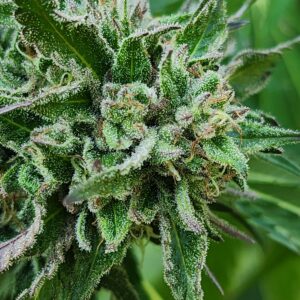 Corozol (10 Regular Seeds) (Copy)