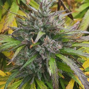 Celestial Lotus (10 Regular Seeds)