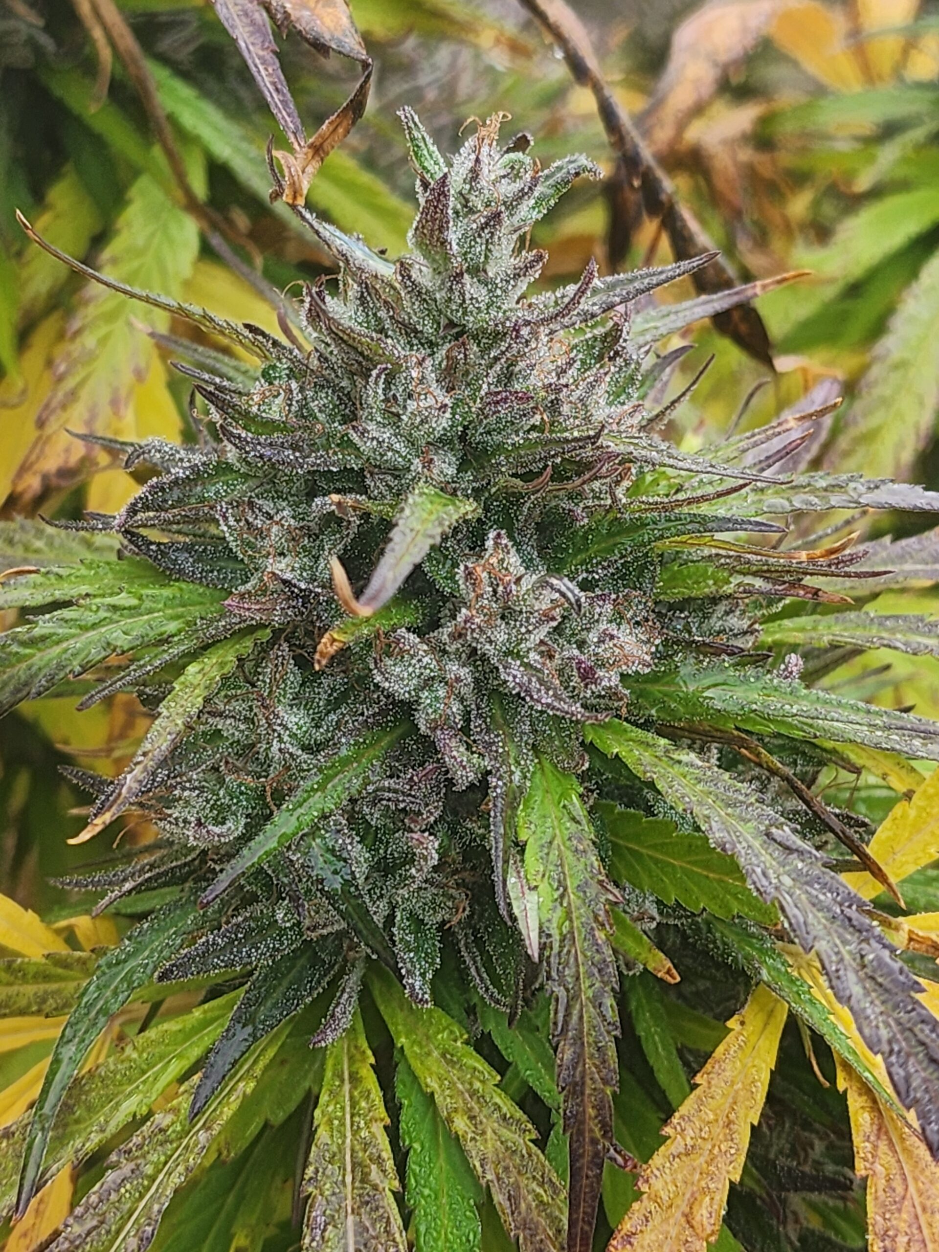 Celestial Lotus (10 Regular Seeds)
