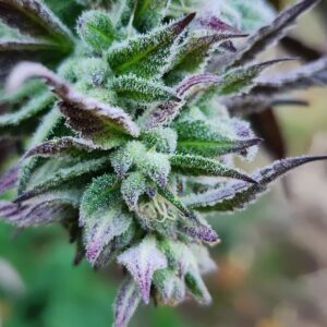 Sex Cult (10 Regular Seeds)