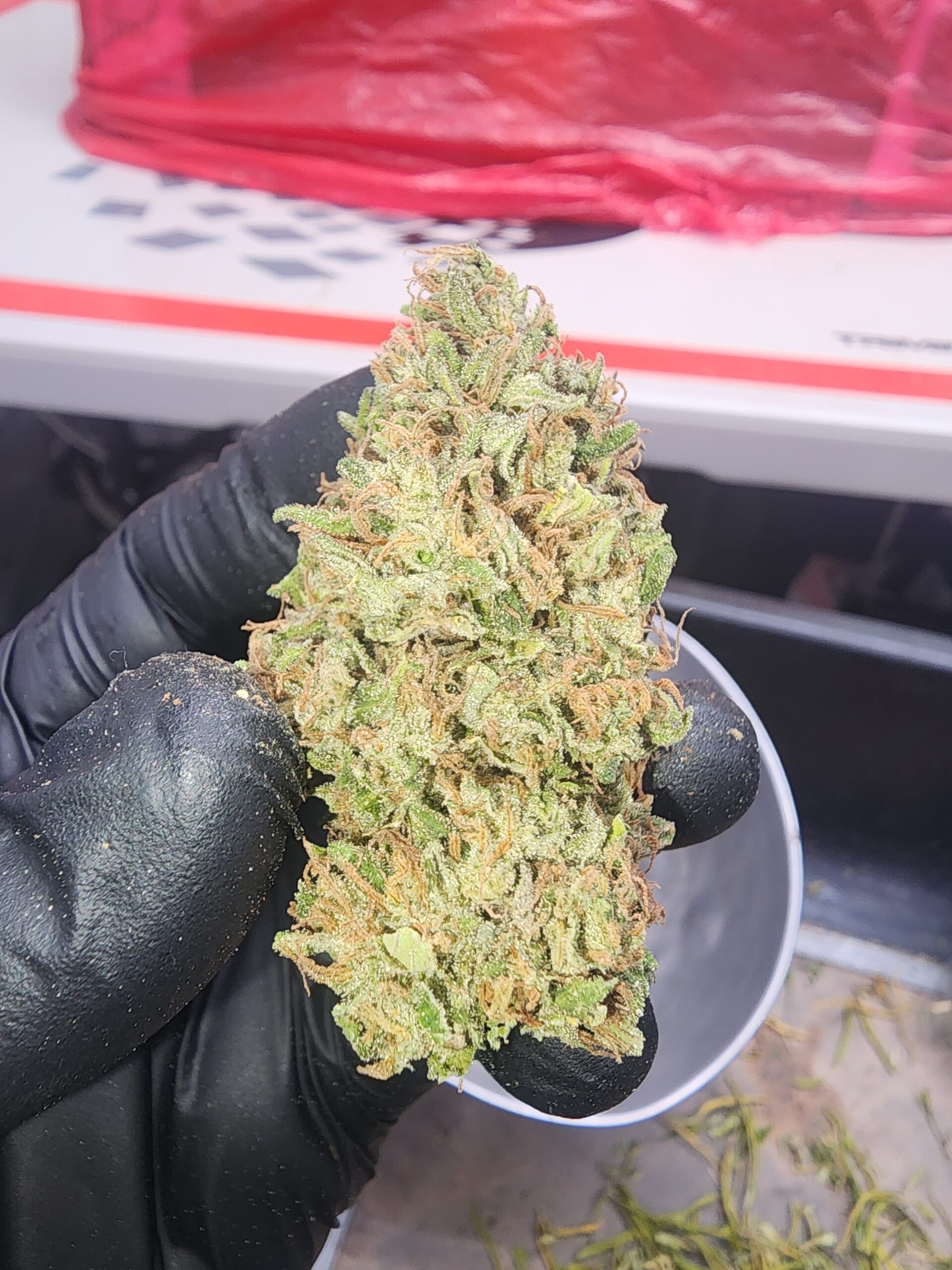 Sour Dividend (10 Regular Seeds)