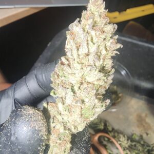 Maple Zest (10 Regular Seeds)