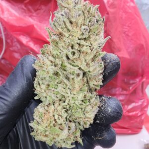 Melon Verde (10 Regular Seeds)