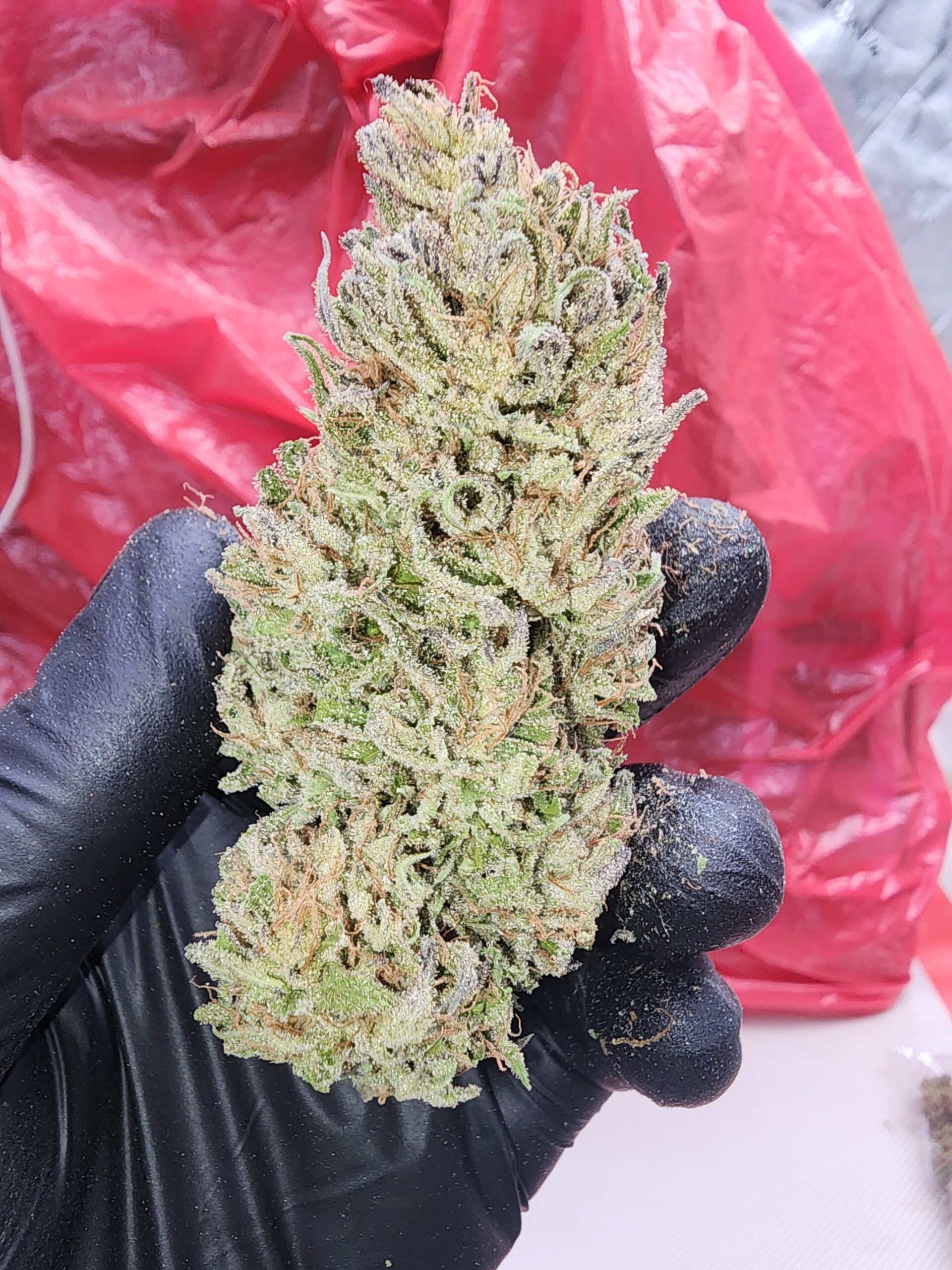 Melon Verde (10 Regular Seeds)