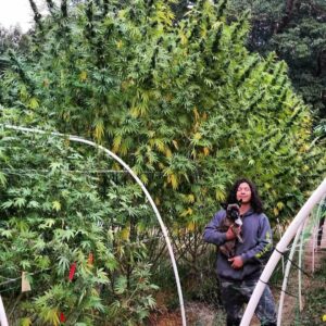 Child Soldier (10 Regular Seeds)