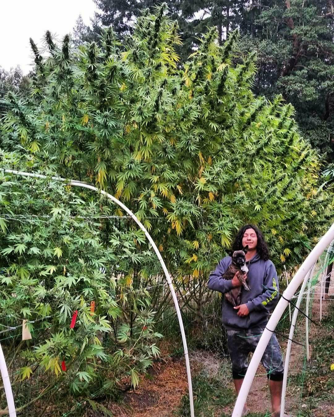 Child Soldier (10 Regular Seeds)