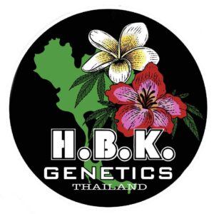 Black Chile Z (7 Feminized Seeds)