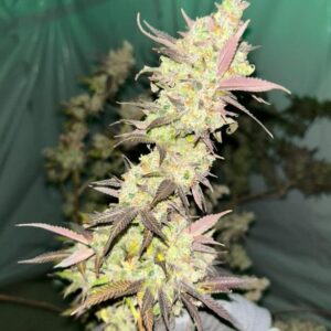 Blue Sherb (10 Regular Seeds)