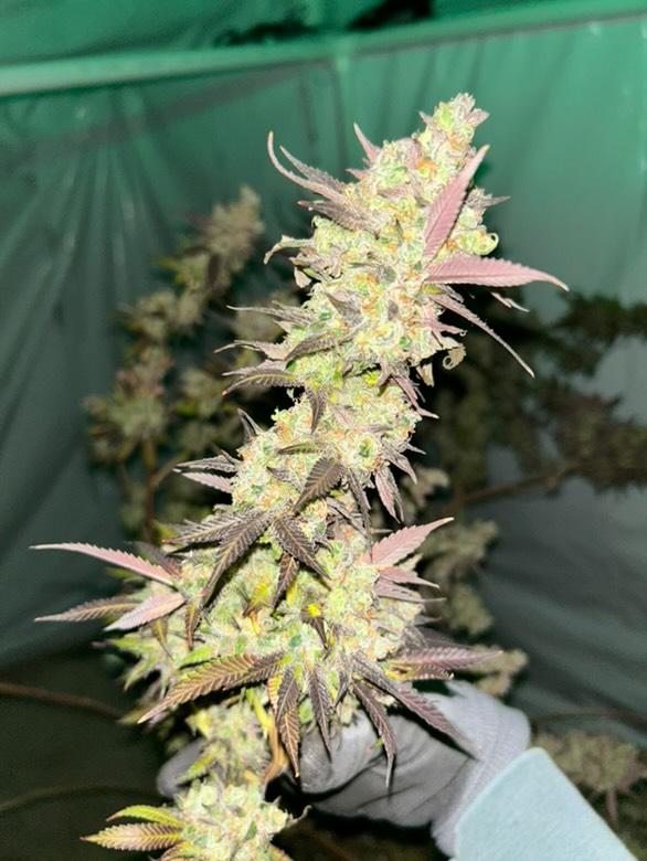Blue Sherb (10 Regular Seeds)