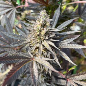 Dready Verde (10 Regular Seeds)