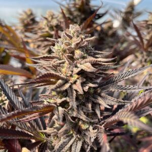 Dready Sherb (10 Regular Seeds)