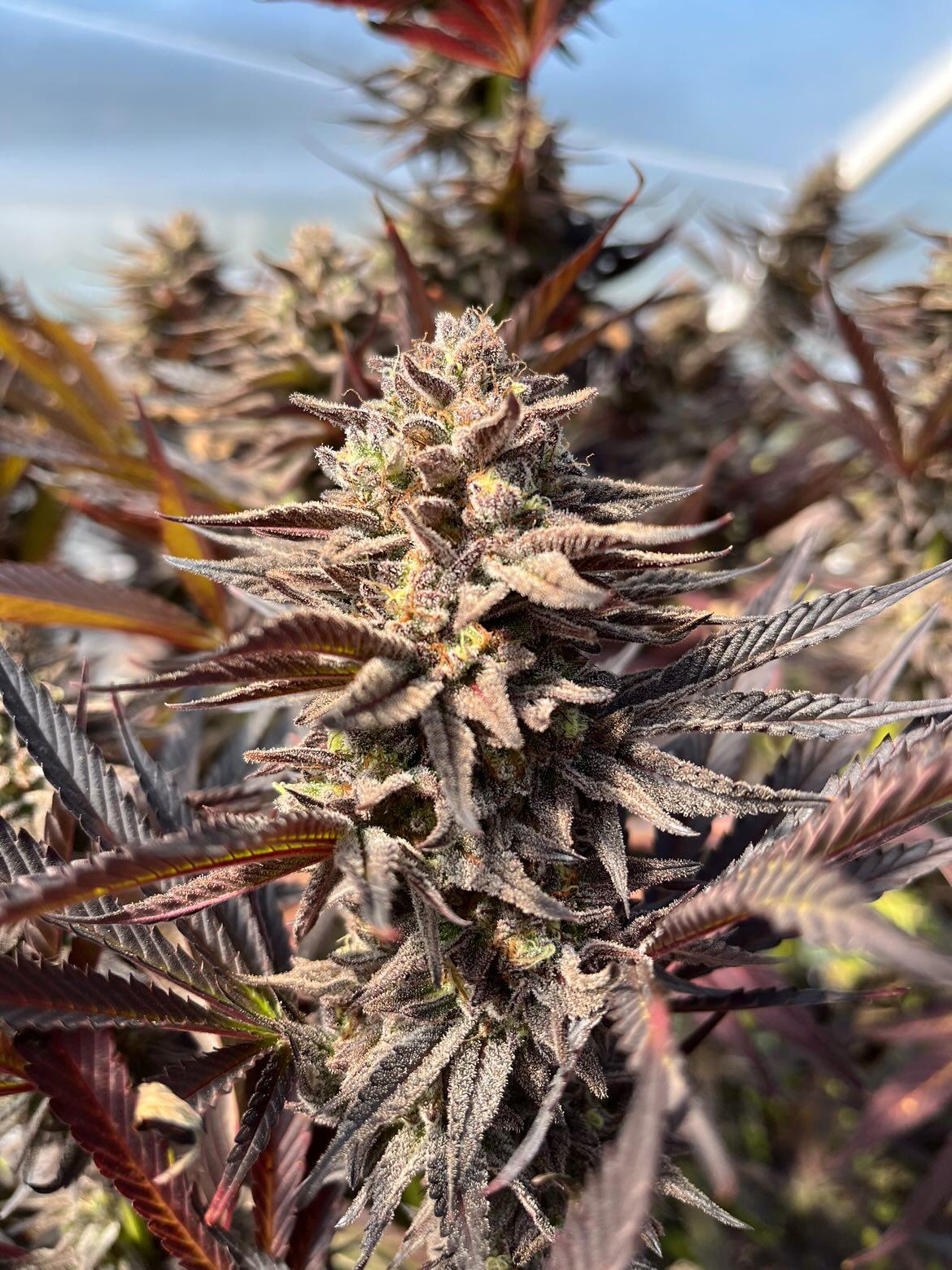 Dready Sherb (10 Regular Seeds)