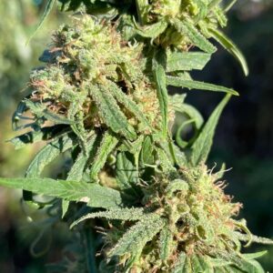 Blue Coma (10 Regular Seeds)
