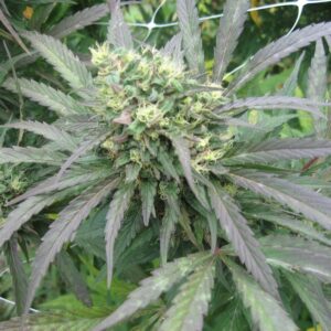Black and Blue Hindu (10 Regular Seeds)