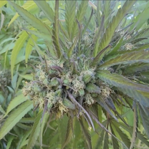 Temple Spice x Ringos Gift (10 Regular Seeds)
